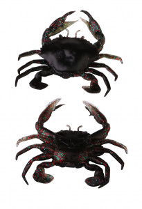 Black Crab